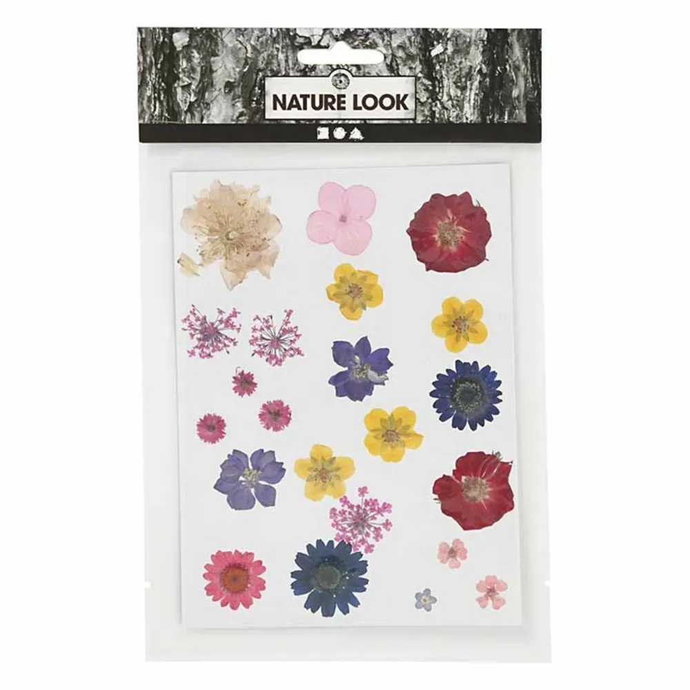 20 fleurs séchées et pressées - multicolore