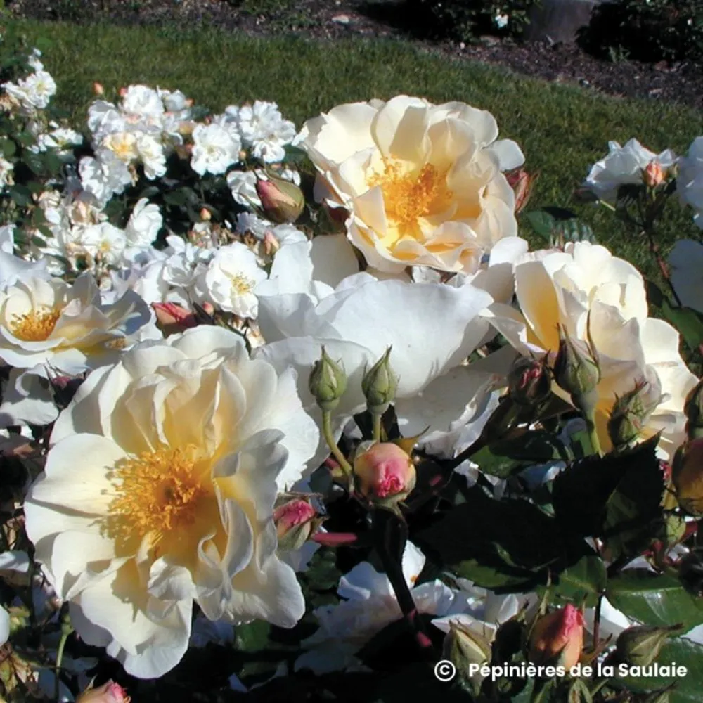 Rosier 'pénélope' (rosa 'penelope') - racines nues - taille 20/30cm